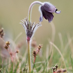 Koniklec luční (Pulsatilla pratensis,)02